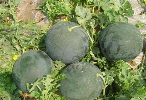 吃瓜说娱乐大西瓜是真的吗,真相还是炒作？